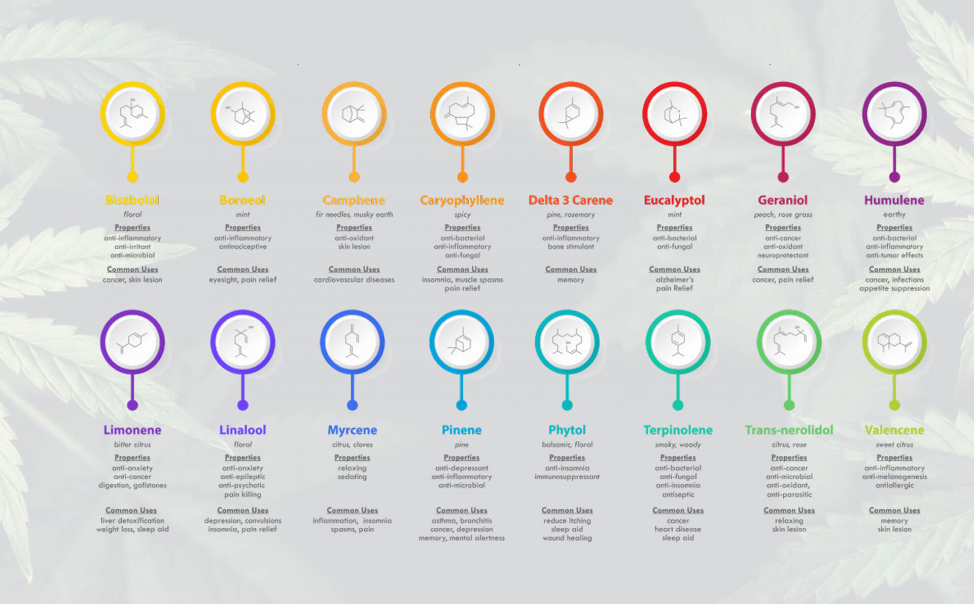 Know Your Terpenes Kanna Lite 4356