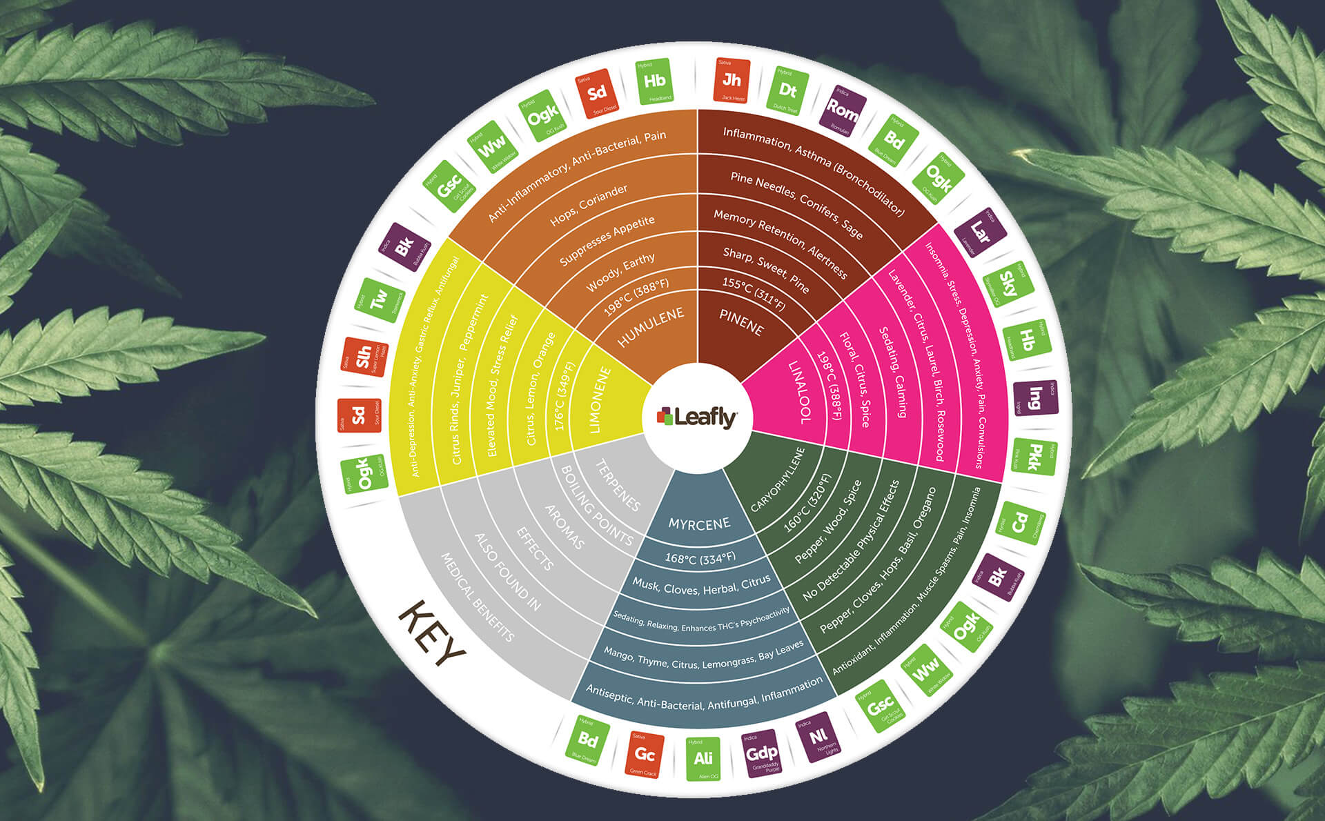 know-your-terpenes-kanna-lite